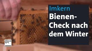 Imkern im Frühjahr: Wie haben die Bienen den Winter überstanden? | Abendschau | BR24