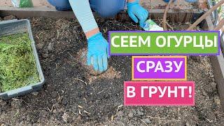 МИНУЯ СТАДИЮ РАССАДЫ! СЕЕМ ОГУРЦЫ СРАЗУ В ГРУНТ!