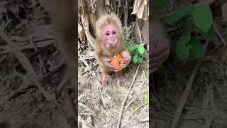 Small monkey is always assured when being with the caregivers #43 @FoshanWildlifePark #monkey