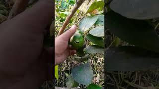trái cây vùng miền nào cũng có