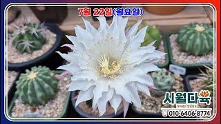 7월 22일(월요일)선인장 영상구독좋아요부탁 드립니다