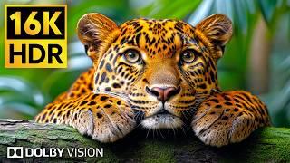 The Ultimate Wild Animals Collection - 16K HDR Video 120fps Dolby Vision #animals #bgm