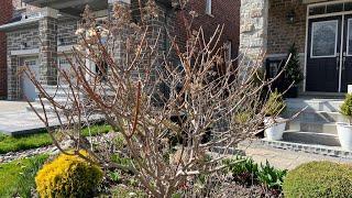 Spring Gardening: Pruning Hydrangeas - Late April 2024