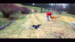 6-Month Old Anxious Husky, Aida!  Husky Dog Trainers in Virginia | Virginia Husky Dog Trainers