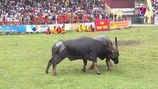 Do Son buffalo fighting festival resumed in Hai Phong