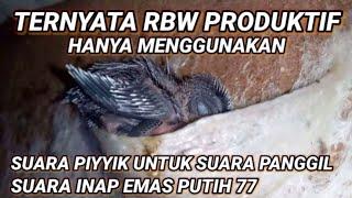 SUARA INAP EMAS PUTIH 77. suara inap untuk suara panggil walet