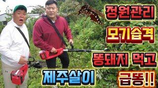 제주살이!!정원관리,모기습격,똥돼지 먹고,급똥!! in 폐가