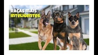 RAÇAS DE CÃES MAIS INTELIGENTES - Cinobras TV - Tudo sobre Cinofilia.