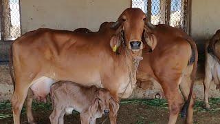 cow lover's ll gir cow Gujarat#trending #viral #video #cow #gir #gircow #india #gujarat #love #vlog