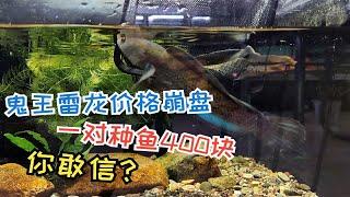 鬼王雷龙价格崩盘！一对鬼王雷龙种鱼400块钱？你敢信？