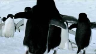 Flying Penguins - BBC
