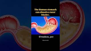 Do you know ? #mbbsstudent #medical #human #humanbody #stomach