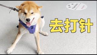 带柴犬小woo去打针 结果开心地像过节！护士：太可爱了！