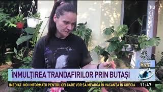 Variantă simplă de înmulțire a trandafirilor