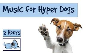 2 Hours of Relaxing Dog Music for Hyperactive Dogs and Pets