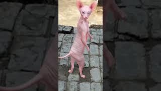 rat  funny # dance  viral # video  trending # short 