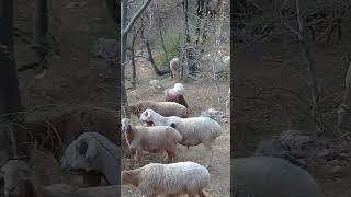 Herd of sheep & Donkey passing through mountains | Mountain Village | Nature Buddies #youtubeshorts