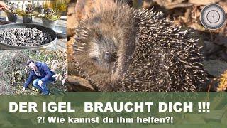 Igel - Igel im Garten, Igelhaus bauen, Igel Überwinterung und Lebensweise, Weihnachtlicher Dekotipp