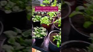 Крепкая рассада цветов и миниовощей #даогрин #миниовощи #цветы #рассада #рассадацветов #цветырассада