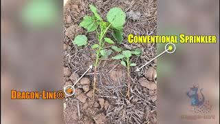 Dragon-Line Mobile Drip Irrigation VS Conventional Sprinkler Irrigation