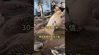 记录我的农村生活 #黑天鹅#duck