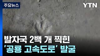 발자국 2백 개 찍힌 '공룡 고속도로' 발굴 / YTN