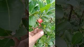 BONSAI SIANCI - Buah-daun-batang