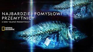 Zobacz najbardziej pomysłowych przemytników! | Złapać przemytnika