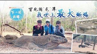 印尼探险之旅：Komodo 岛找世上最大蜥蜴