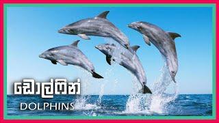 Dolphins | 5 Important Facts | Sinhala | KENN STUDIOS | Sri Lanka 