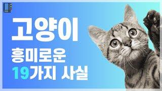 고양이의 흥미로운 19가지 사실들