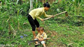 Harvesting corn to sell - bad people attack and invade | Bàn Thị Ta