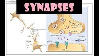 Synapses