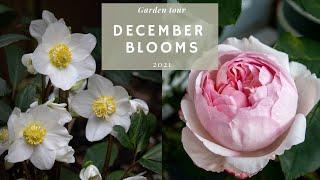 December GARDEN TOUR (you won't believe what's blooming now) + anti-SQUIRRELS protection for Tulips