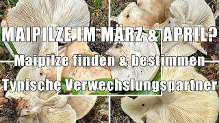 Maipilz Verwechslung | Wo und wann man Maipilze finden kann | Mairitterlinge, Georgsritterlinge