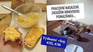 Týdenní vlog #35 a #36 Pracovní nasazení zkouším mrkvovou pomazánku.