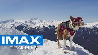 Superpower Dogs IMAX® Teaser Trailer