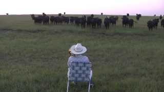 Serenading the cattle with my trombone (Lorde - Royals)
