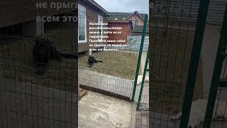 Режим #собакадругчеловека #домашниепитомцы #любовьвсейжизни #преданность #зоопсихолог #деревня