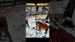 Lion vs Tiger