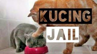 Kucing Oren lucu (bar bar), Kumpulan video kucing oren barbar - funnycat #Kucingoren