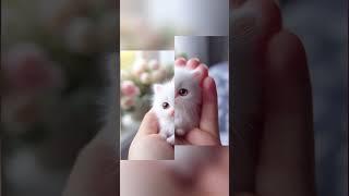 Tiny cute cat️️|viral cat #youtubeshorts #cat #short