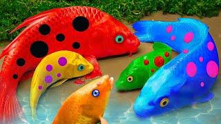 Stop Motion Cooking ASMR Rainbow Koi Fish | Underground Cooking | Cartoon Cute Crab Funny Video #36