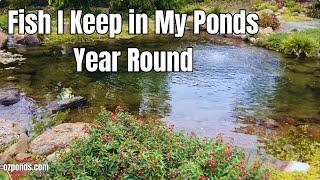 Fish I keep outdoors year round | Beginner friendly!