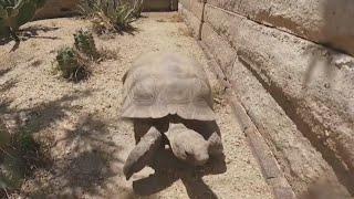 Arizona officials offering captive tortoises up for adoption