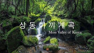 [출사기] 상동이끼계곡 Moss Valley of Korea / Behind Scene