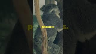 Amazing fun facts you don't know about koala  #animalshorts #animals #wildanimalfacts #koala