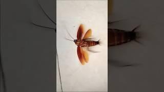 1,2,3 start cockroach #aymanblog #funny #cockroach #shorts