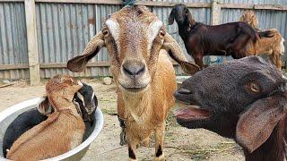 Curious Goat, Best Goat Sound In The World 2024 By Tobibul | Goat Baa Baa As Animal Sounds