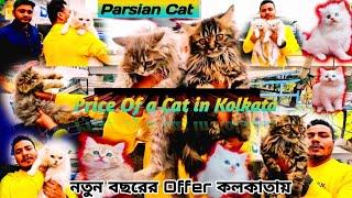 Price of a Cat in kolkata?বাচ্চা বিড়ালের দাম?Pet Shop Kolkata Price Update | Parsian Cat Rate